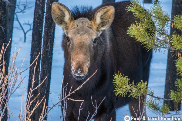 Playful Moose Calf March 2018 - Jasper Wildlife