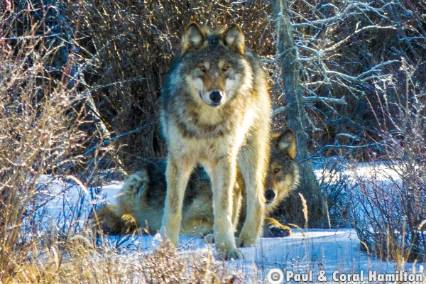 Wolves 2018 March 2