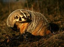 Jasper badger - Wildlife
