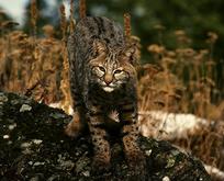 Jasper bobcat - Wildlife