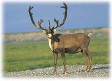 Jasper caribou - Wildlife