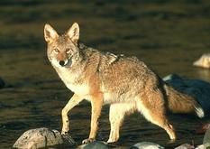 Jasper coyote - Wildlife