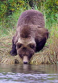 Jasper grizzly bear brown - Wildlife