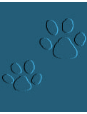 lynx tracks - Jasper Wildlife