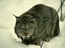 Jasper lynx - Wildlife