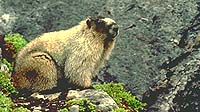 Jasper marmot - Wildlife