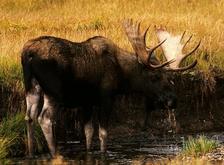 Jasper moose male - Wildlife