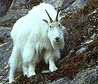 Jasper mountain goat - Wildlife