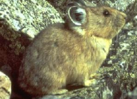 Jasper pika - Wildlife