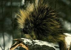 Jasper porcupine - Wildlife