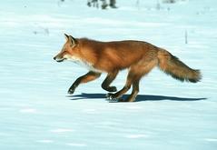 Jasper red fox Wildlife