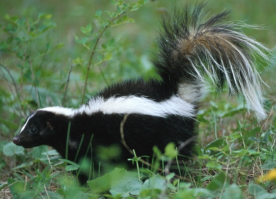 Jasper skunk - Wildlife
