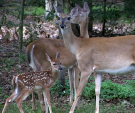 Jasper whitetailed deer - Wildlife