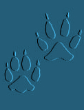wolf tracks - Jasper Wildlife