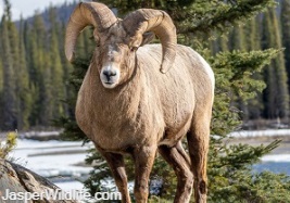 Bighorn Sheep - Jasper Wildlife Tours