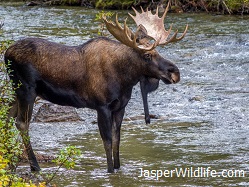 Moose Bull - Jasper Wildlife Tours