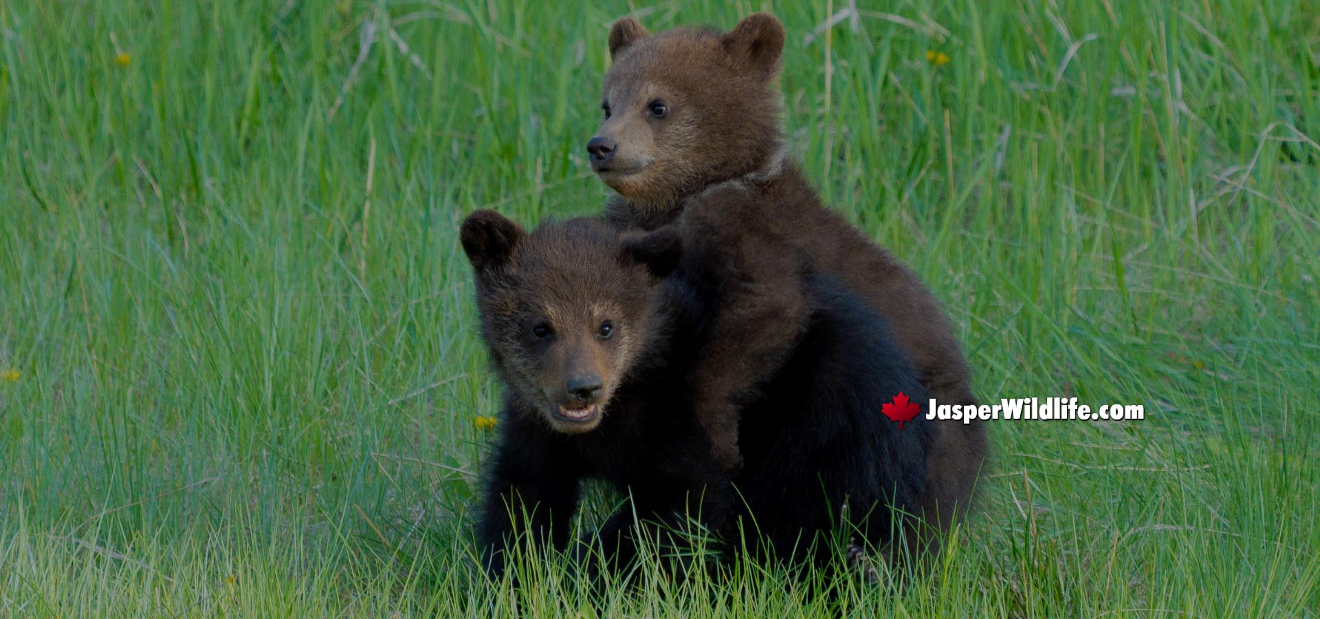 Jasper Wildlife Grizzly Bear Spring Cubs Wrestle 2023