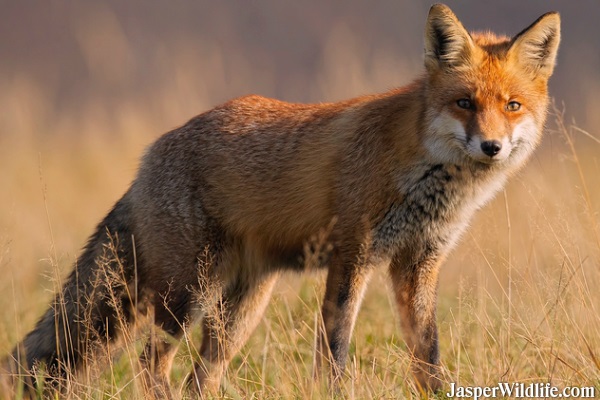 Red-Fox on Jasper Wildlife Tours
