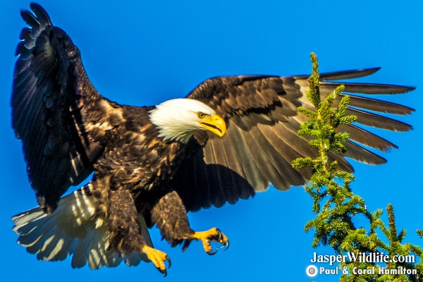 Bald Eagle in Jasper, Alberta