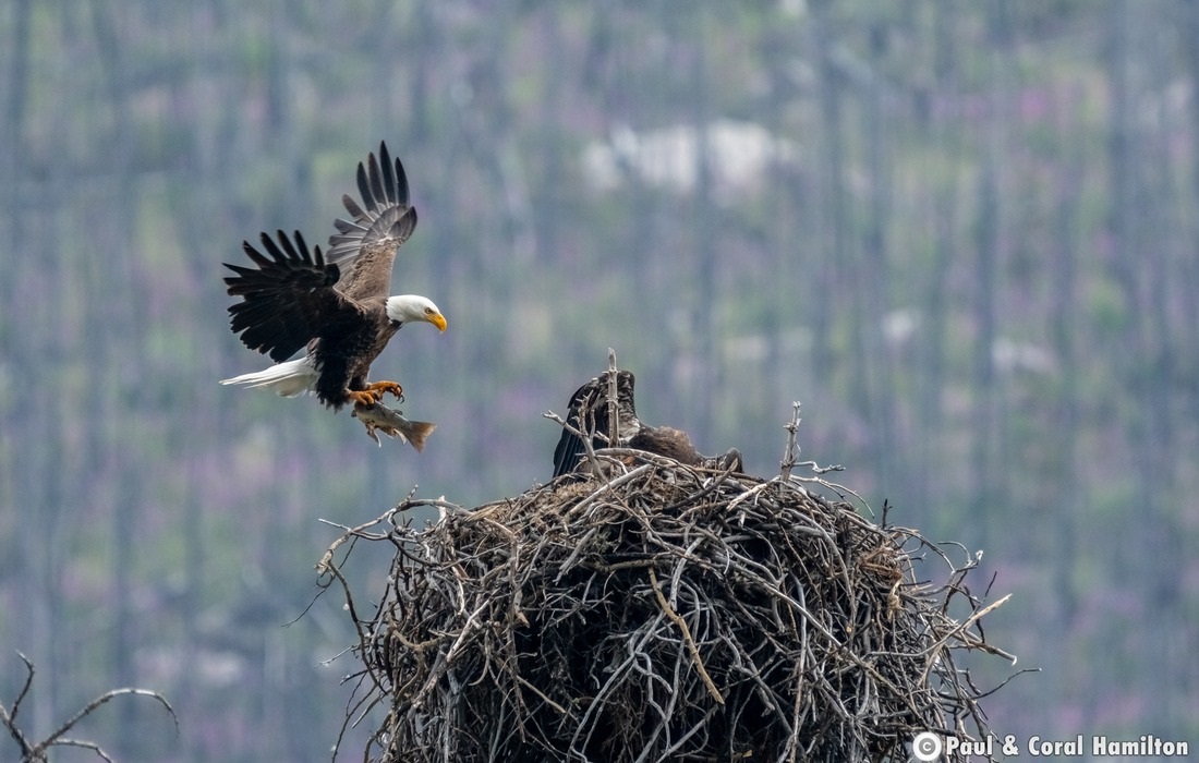 Bald Eagle feeding young in Jasper, Alberta