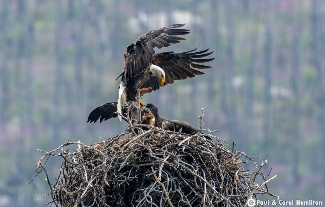 Bald Eagle feeding young in Jasper, Alberta