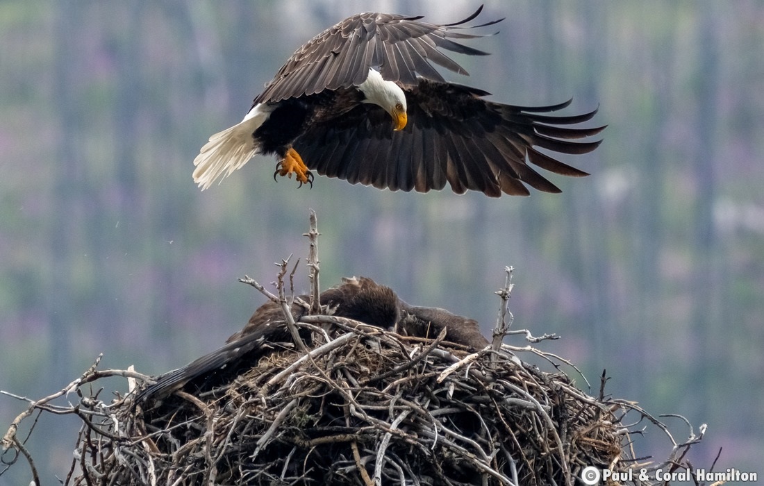 Bald Eagle feeding young in Jasper, Alberta