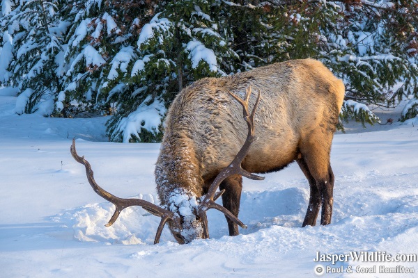 Elk - Wapiti in Jasper Winter Wildlife Tours