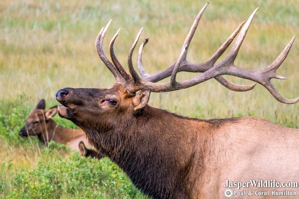 Elk - Wapiti on Jasper Wildlife Tours 3