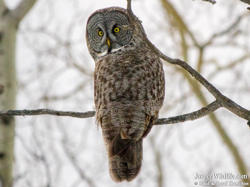 Great Grey Owl's back