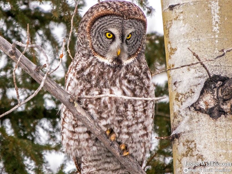 Great Grey Owl on Jasper, Alberta Wildlife Tours Feb.