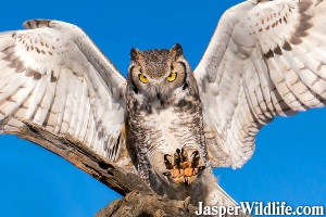 Great Horned Owl - Jasper Wildlife Tours