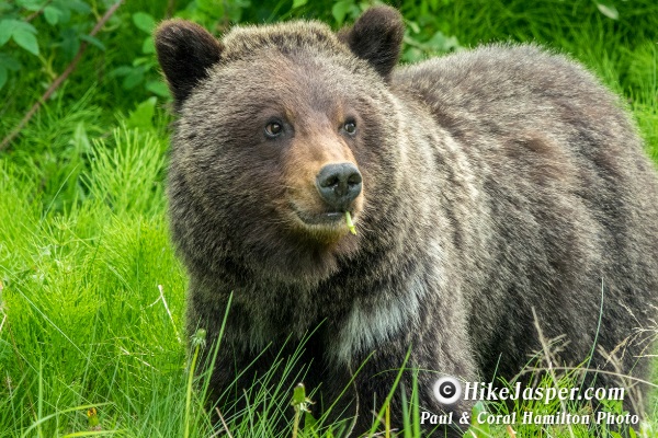 Grizzly Cub Entering its 2nd Year in Jasper Alberta June