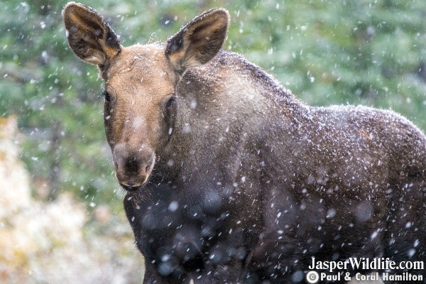 Moose Calf in Fall Jasper Wildlife Tours 3