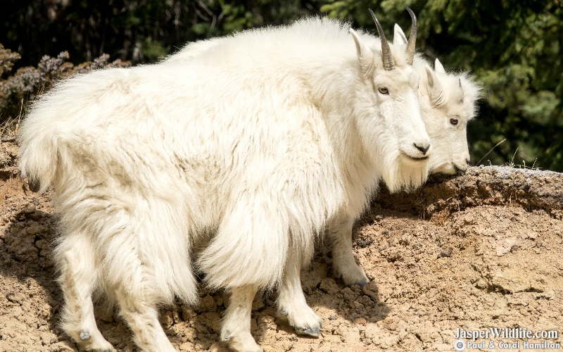 Mountain Goats in 2019 Jasper National Park Wildlife Tours 1