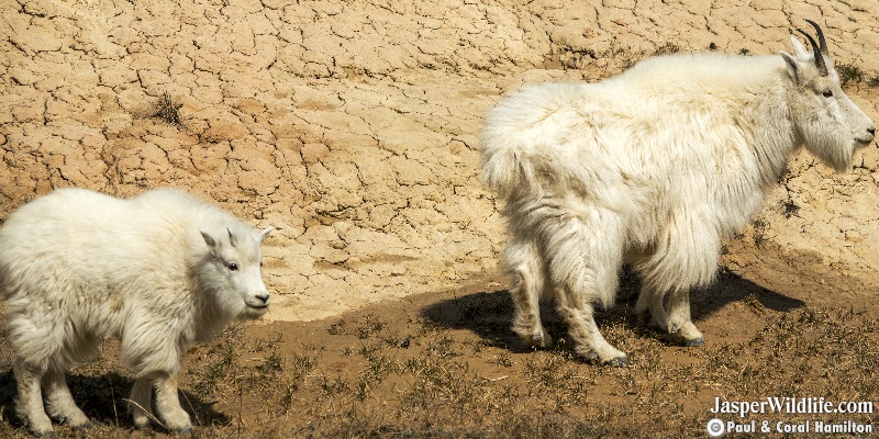 Mountain Goats in 2019 Jasper National Park Wildlife Tours 2