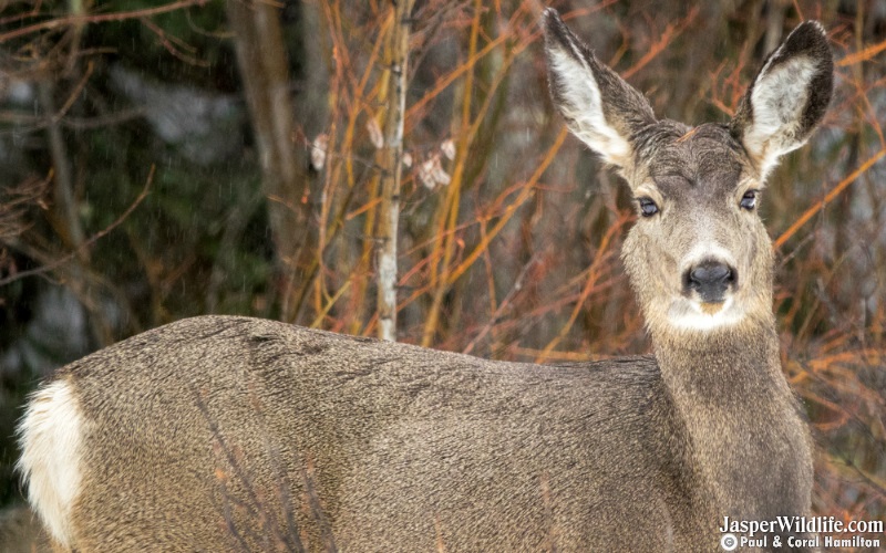 Mule Deer Jasper Wildlife Tours 2019 1
