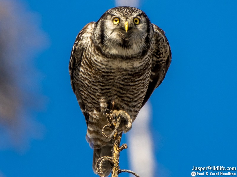 Northern Hawk-Owl in Jasper, Alberta Wildlife Tours