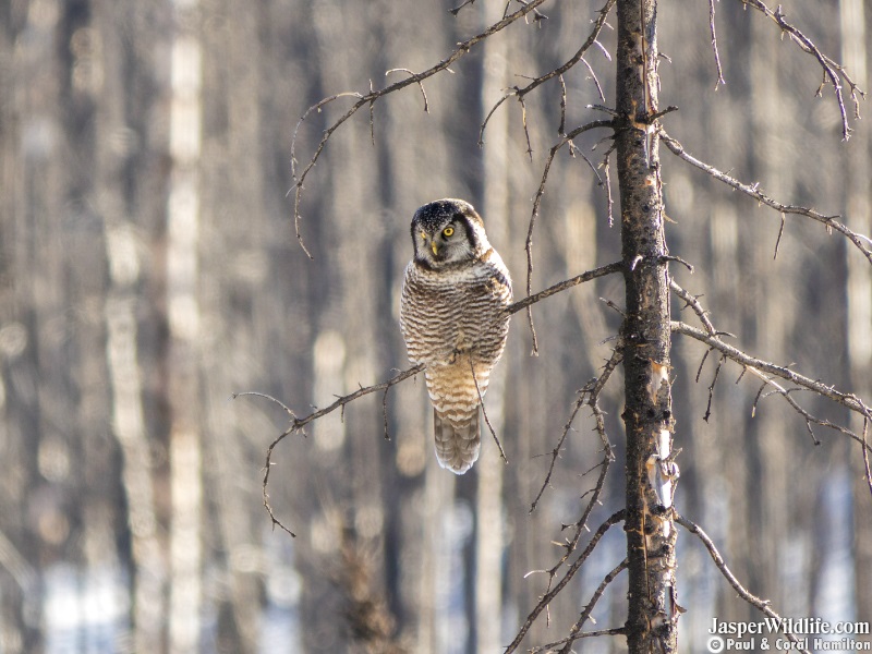 Northern Hawk-Owl in Jasper, Alberta Wildlife Tours 4