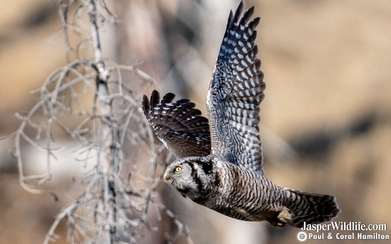 Northern Hawk Owl in Flight - Jasper Wildlife Tours