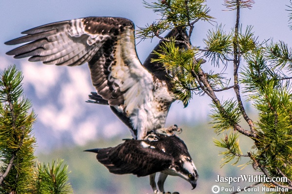 Osprey in Jasper, Alberta Tours