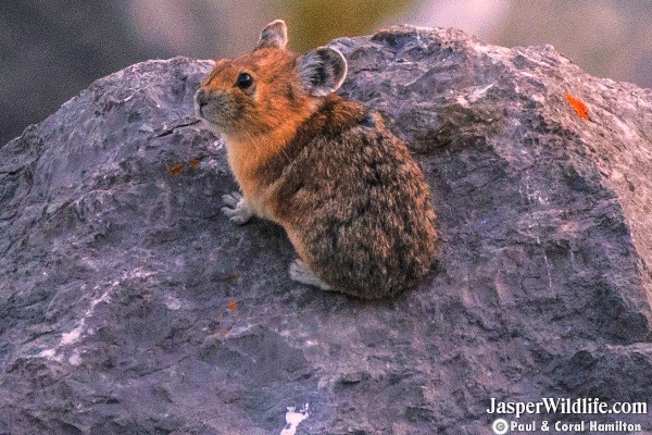 Pika in Jasper, Alberta Wildlife Tours 2