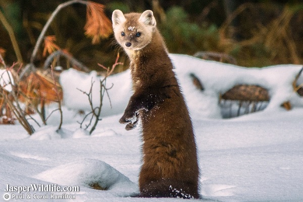 Pine Marten in Jasper, Alberta Tours