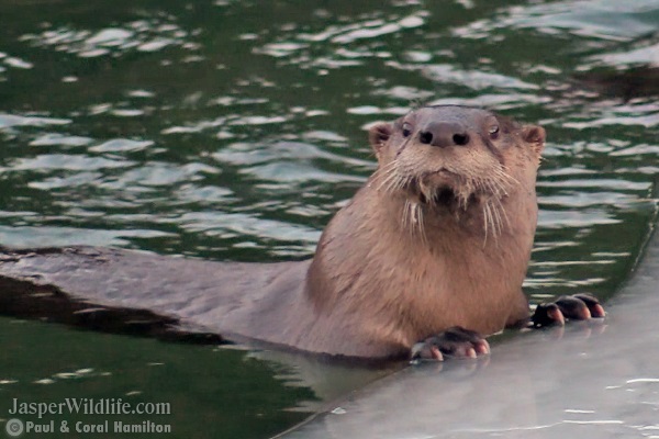 River Otter on Jasper Wildlife Tours