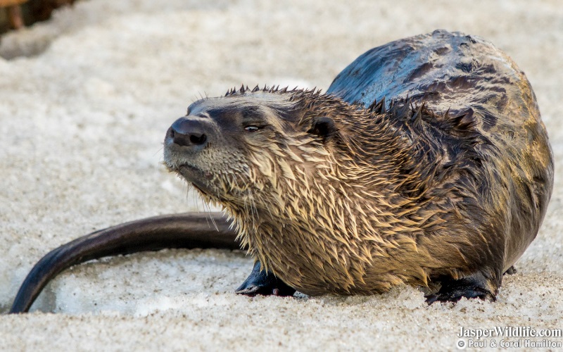 River Otter on Land - Jasper Alberta Wildlife Tours