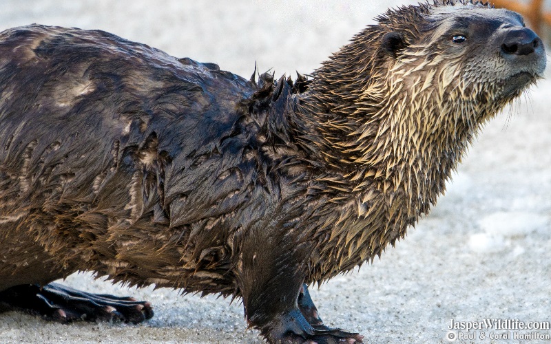 River Otter Size - Jasper Alberta Wildlife Tours