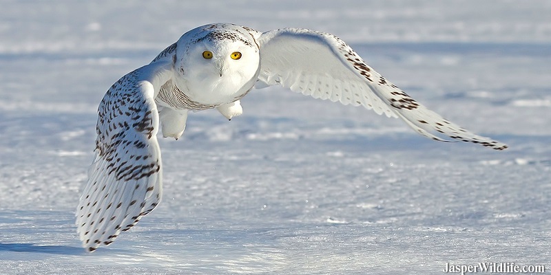 Snowy Owl in Jasper, Alberta