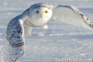 Snowy Owl - Jasper Wildlife Tours