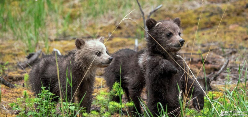 Jasper Evening Wildlife Tours