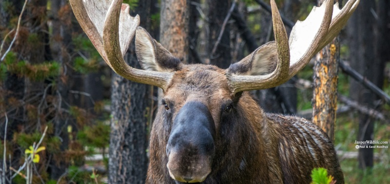 Jasper in January Winter Wildlife Tours