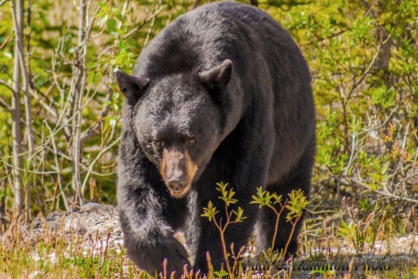 Black Bear in Jasper, Alberta